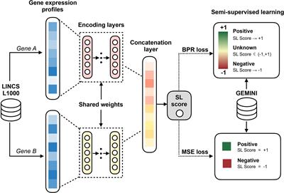 EXP2SL: A Machine Learning Framework for Cell-Line-Specific Synthetic Lethality Prediction